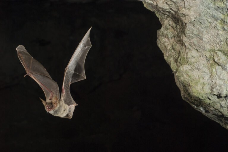 Bats and Their Conservation in Jersey: A Guide to the Wildlife (Jersey) Law 2021