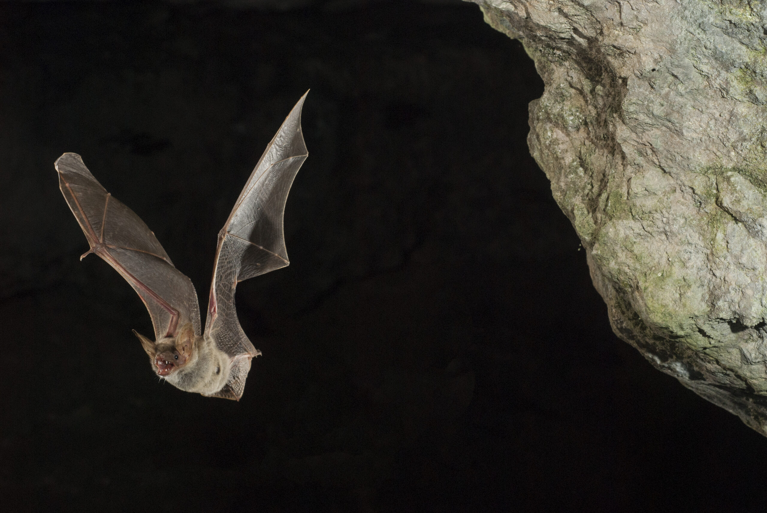 Bats and Their Conservation in Jersey A Guide to the Wildlife (Jersey) Law 2021 Jersey